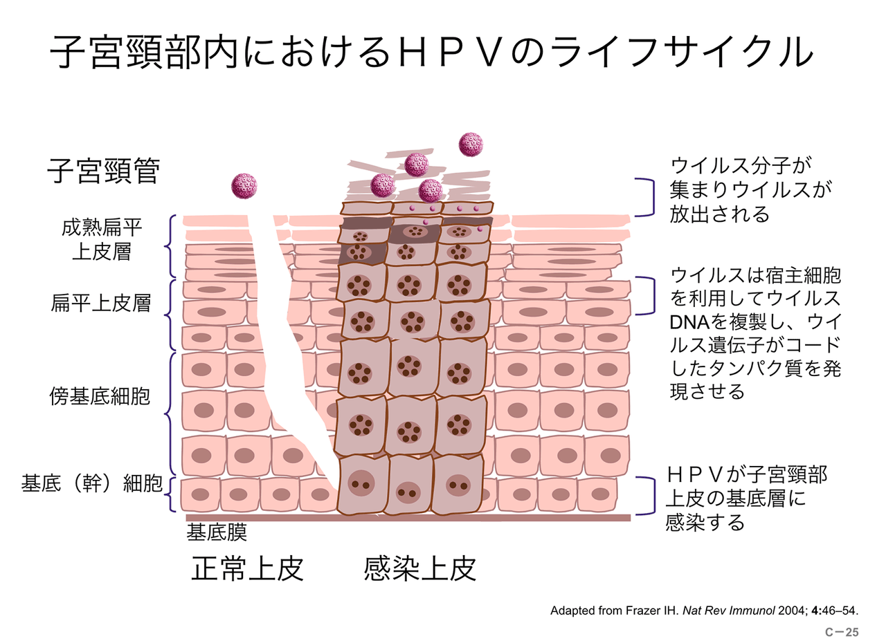 子宮頚部内におけるHPVのライフサイクル